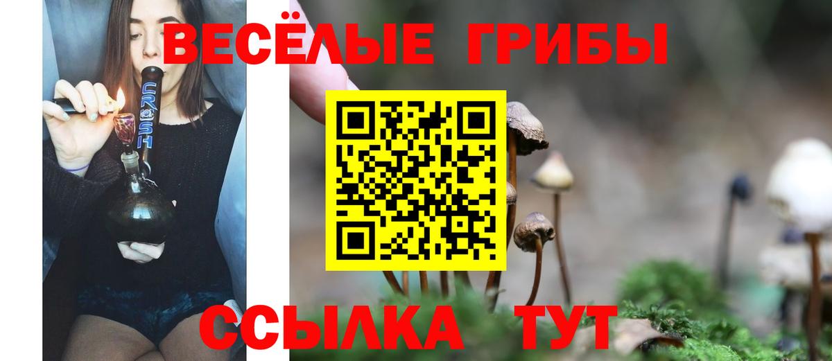Менделеевск  Псилоцибиновые грибы Psilocybine cubensis  Вход с VPN 